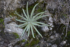 Dudleya densiflora