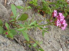 Centranthus