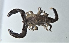 Hormuridae