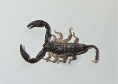 Hormuridae