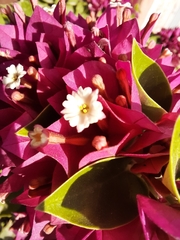 Bougainvillea × buttiana