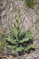 Erucastrum austroafricanum