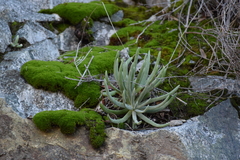 Dudleya densiflora