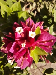 Bougainvillea × buttiana