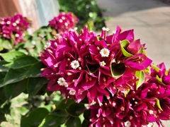 Bougainvillea × buttiana