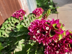 Bougainvillea × buttiana