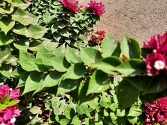Bougainvillea × buttiana