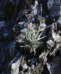 Dudleya densiflora
