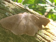 Prochoerodes olivata