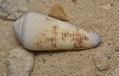 Conus terebra