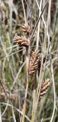 Carex litorosa