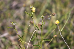 Sida trichopoda