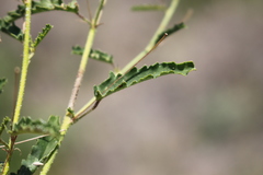 Sida trichopoda