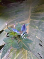 Cleome rutidosperma