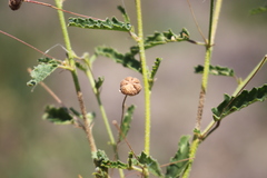 Sida trichopoda