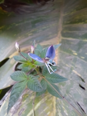 Cleome rutidosperma