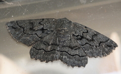 Melanodes anthracitaria