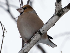 Coccothraustes coccothraustes