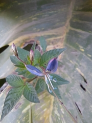 Cleome rutidosperma