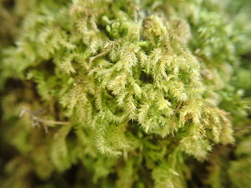 Camptochaete pulvinata