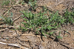 Urochloa panicoides