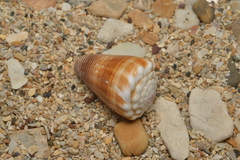 Conus balteatus