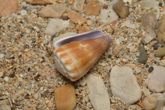 Conus balteatus
