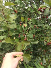 Crataegus irrasa