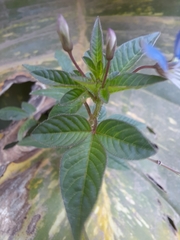 Cleome rutidosperma