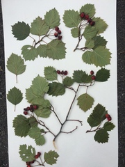 Crataegus irrasa