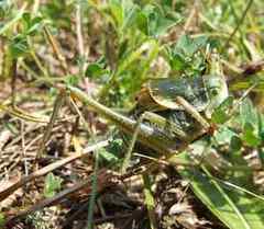 Polysarcus denticauda