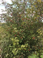 Crataegus irrasa