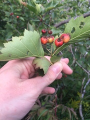 Crataegus irrasa
