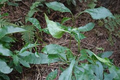 Aceria melicyti