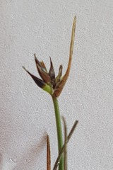 Carex acicularis