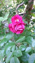 Rosa