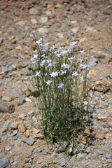 Wahlenbergia capillaris