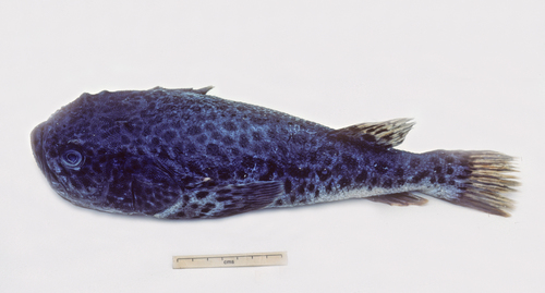 Blue stargazer (Pleuroscopus pseudodorsalis) — Uranoscopidae — 2