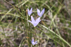 Wahlenbergia capillaris
