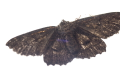 Melanodes anthracitaria