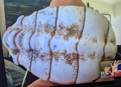 Maja brachydactyla