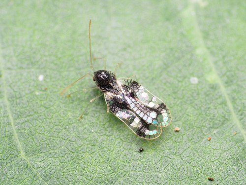 Andromeda Lace Bug, photo 3 of 10