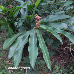 Alpinia hainanensis