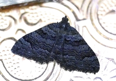 Xanthorhoe anthracinata