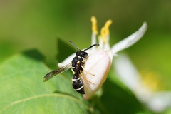 Stenodynerus bluethgeni