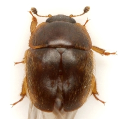 Amphicrossus ciliatus