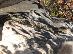 Varanus glauerti