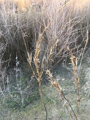 Oenothera elata hookeri