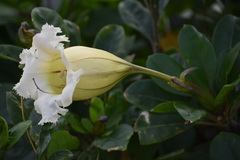 Solandra grandiflora