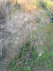 Oenothera elata hookeri